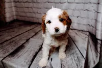Forrest, a male Cavapoo for sale in Auburn, IN – Photo 4 of 7