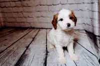 Forrest, a male Cavapoo for sale in Auburn, IN – Photo 6 of 7