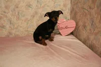 No collar male, a male Miniature Pinscher for sale in Auburn, IN – Photo 4 of 5
