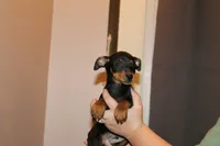 No collar male, a male Miniature Pinscher for sale in Auburn, IN – Photo 2 of 5