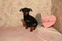 No collar male, a male Miniature Pinscher for sale in Auburn, IN – Photo 3 of 5