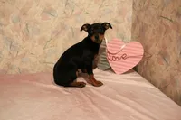 No collar male, a male Miniature Pinscher for sale in Auburn, IN – Photo 5 of 5