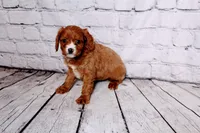 Louie, a male Cavapoo for sale in Auburn, IN – Photo 3 of 5
