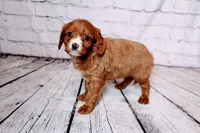 Louie, a male Cavapoo for sale in Auburn, IN – Photo 4 of 5