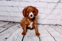Louie, a male Cavapoo for sale in Auburn, IN – Photo 2 of 5
