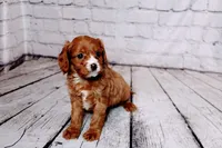 Louie, a male Cavapoo for sale in Auburn, IN – Photo 5 of 5