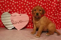 Honey, a female Golden Retriever for sale in Auburn, IN – Photo 6 of 6