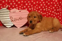 Honey, a female Golden Retriever for sale in Auburn, IN – Photo 3 of 6
