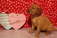Honey, a female Golden Retriever for sale in Auburn, IN – Photo 5 of 6