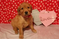 Honey, a female Golden Retriever for sale in Auburn, IN – Photo 1 of 6
