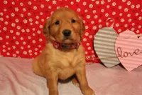 Honey, a female Golden Retriever for sale in Auburn, IN – Photo 4 of 6