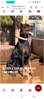Roxy (Pride of Russia), a female Doberman Pinscher for sale in Auburn, IN – Photo 7 of 8