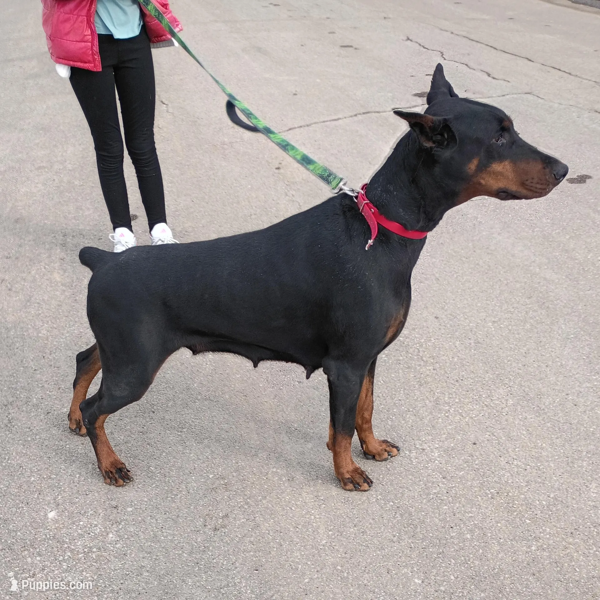 Roxy (Pride of Russia), a female Doberman Pinscher for sale in Auburn, IN – Photo 3 of 8