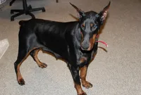 Roxy (Pride of Russia), a female Doberman Pinscher for sale in Auburn, IN – Photo 1 of 8