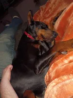 Roxy (Pride of Russia), a female Doberman Pinscher for sale in Auburn, IN – Photo 5 of 8