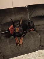 Roxy (Pride of Russia), a female Doberman Pinscher for sale in Auburn, IN – Photo 4 of 8