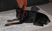 Roxy (Pride of Russia), a female Doberman Pinscher for sale in Auburn, IN – Photo 2 of 8