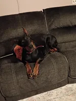 Roxy (Pride of Russia), a female Doberman Pinscher for sale in Auburn, IN – Photo 6 of 8