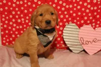 Tucker, a male Golden Retriever for sale in Edgerton, OH – Photo 2 of 5