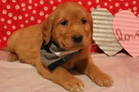 Tucker, a male Golden Retriever for sale in Edgerton, OH – Photo 1 of 5