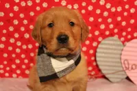 Milo, a male Golden Retriever for sale in Auburn, IN – Photo 5 of 9