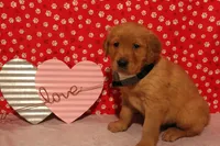 Milo, a male Golden Retriever for sale in Auburn, IN – Photo 9 of 9