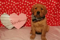 Milo, a male Golden Retriever for sale in Auburn, IN – Photo 8 of 9