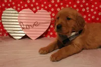 Milo, a male Golden Retriever for sale in Auburn, IN – Photo 4 of 9