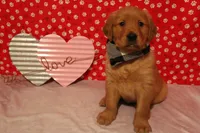 Milo, a male Golden Retriever for sale in Auburn, IN – Photo 6 of 9