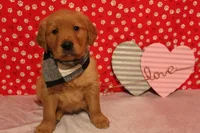 Milo, a male Golden Retriever for sale in Auburn, IN – Photo 7 of 9