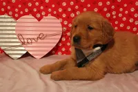 Milo, a male Golden Retriever for sale in Auburn, IN – Photo 3 of 9