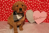 Milo, a male Golden Retriever for sale in Auburn, IN – Photo 2 of 9