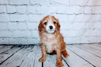 Belle, a female Cavapoo for sale in Auburn, IN – Photo 2 of 7