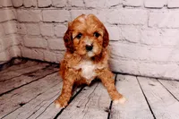 Heidi, a female Cavapoo for sale in Auburn, IN – Photo 6 of 6