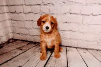 Belle, a female Cavapoo for sale in Auburn, IN – Photo 1 of 7