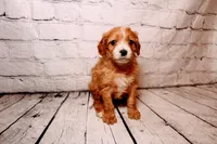 Belle, a female Cavapoo for sale in Auburn, IN – Photo 4 of 7