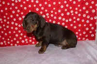 AKC Hershey, a male Miniature Dachshund for sale in Auburn, IN – Photo 3 of 6