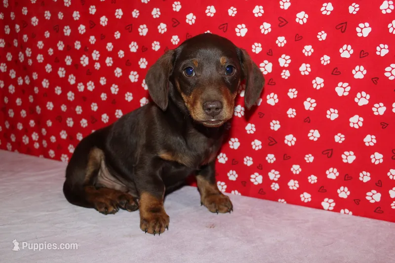 AKC Hershey