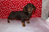 AKC Hershey, a male Miniature Dachshund for sale in Auburn, IN – Photo 2 of 6