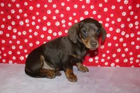 AKC Hershey, a male Miniature Dachshund for sale in Auburn, IN – Photo 4 of 6