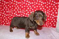AKC Hershey, a male Miniature Dachshund for sale in Auburn, IN – Photo 5 of 6