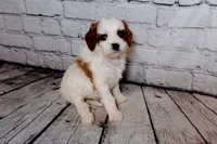 Calvin, a male Cavapoo for sale in Auburn, IN – Photo 1 of 6