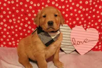 Finn, a male Golden Retriever for sale in Auburn, IN – Photo 4 of 9
