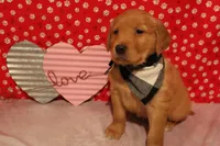 Finn, a male Golden Retriever for sale in Auburn, IN – Photo 2 of 9