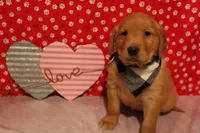 Finn, a male Golden Retriever for sale in Auburn, IN – Photo 9 of 9