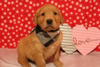 Finn, a male Golden Retriever for sale in Auburn, IN – Photo 1 of 9