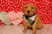 Finn, a male Golden Retriever for sale in Auburn, IN – Photo 7 of 9