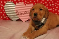 Finn, a male Golden Retriever for sale in Auburn, IN – Photo 8 of 9