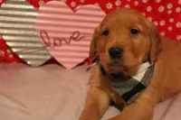 Finn, a male Golden Retriever for sale in Auburn, IN – Photo 3 of 9