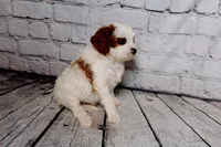 Calvin, a male Cavapoo for sale in Auburn, IN – Photo 5 of 6